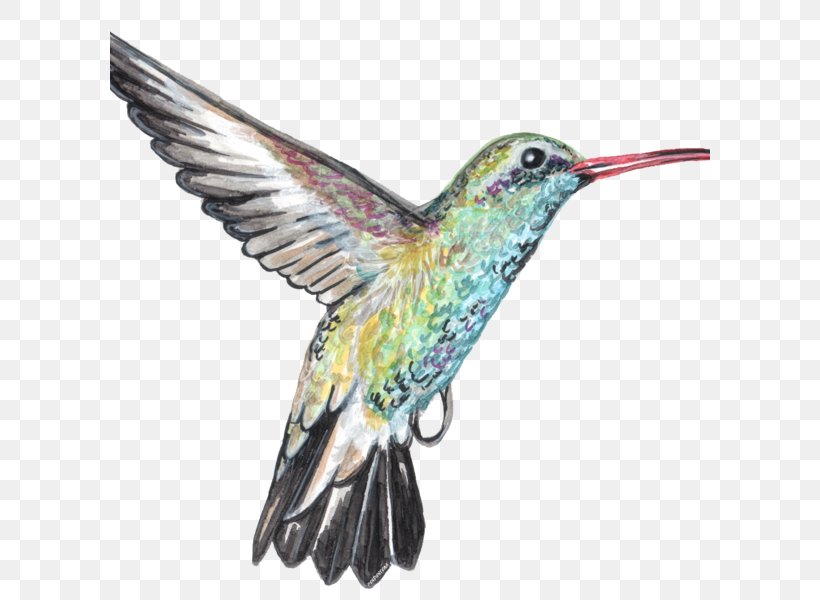 Hummingbird M Canvas Artist Beak, PNG, 600x600px, Hummingbird, Artist, Beak, Bird, Canvas Download Free