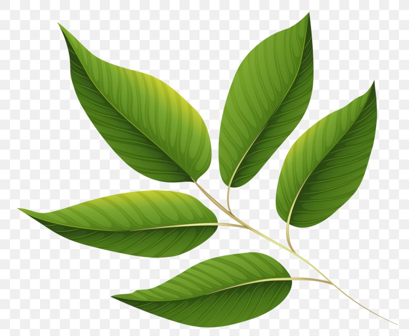 Leaf, PNG, 800x674px, Leaf, Plant Download Free