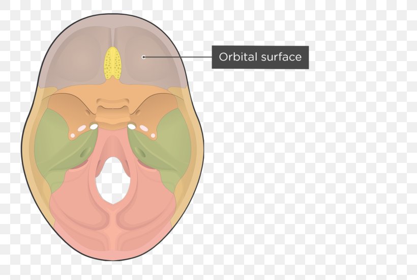 Orbital Part Of Frontal Bone Skull, PNG, 745x550px, Watercolor, Cartoon, Flower, Frame, Heart Download Free