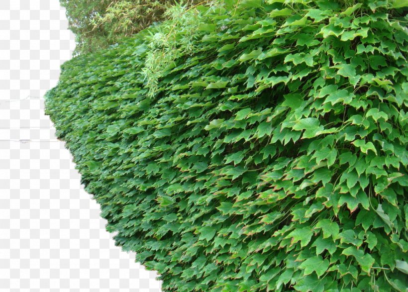 Parthenocissus Tricuspidata Dicotyledon Common Ivy Vine Plant, PNG, 1024x734px, Parthenocissus Tricuspidata, Common Ivy, Dicotyledon, Evergreen, Flowering Plant Download Free