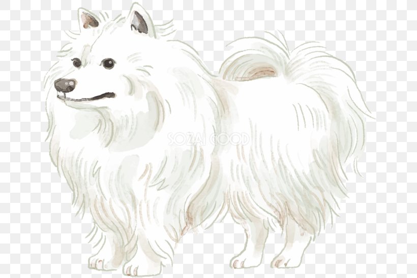 Pomeranian German Spitz Klein Japanese Spitz American Eskimo Dog German Spitz Mittel, PNG, 660x548px, Pomeranian, American Eskimo Dog, Black And White, Breed, Canadian Eskimo Dog Download Free