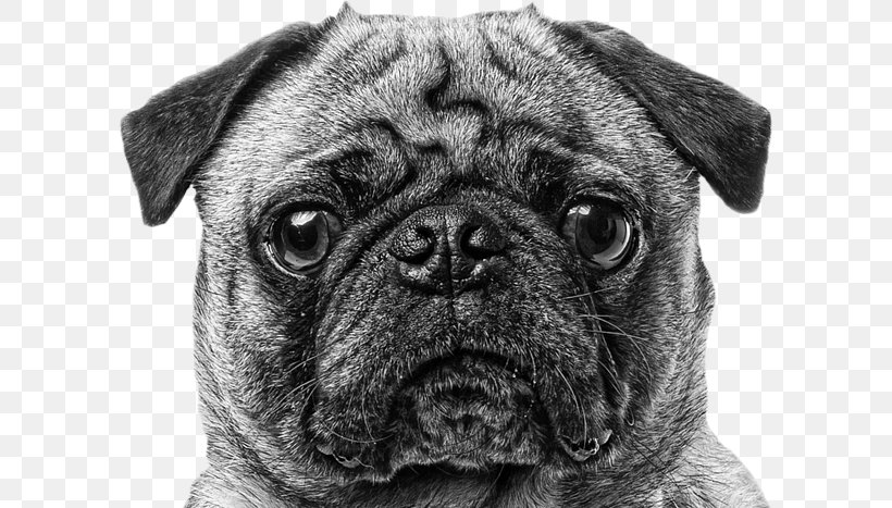 Pug Puppy Dog Breed Companion Dog Canvas Print, PNG, 600x467px, Pug, Art, Black And White, Book, Canvas Download Free