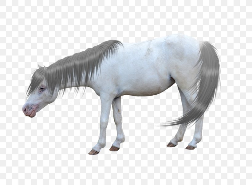 American Miniature Horse Andalusian Horse Mustang Pony Foal, PNG, 765x600px, American Miniature Horse, Andalusian Horse, Animal Figure, Arabian Horse, Foal Download Free