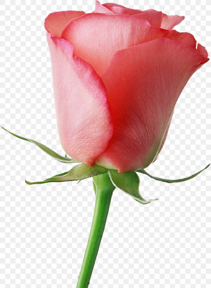 Flower Livre Brasil Valentine's Day Rose Gift, PNG, 1917x2608px, Flower, Bud, Close Up, Cut Flowers, Floribunda Download Free