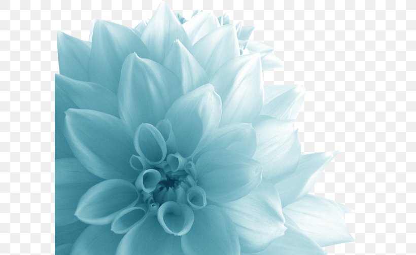 Flower Quotation Petal .de, PNG, 603x503px, Flower, Blue, Chrysanths, Color, Flower Bouquet Download Free