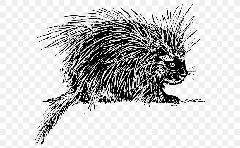 Hedgehog Porcupine Rodent Clip Art, PNG, 600x506px, Hedgehog, Beaver, Black And White, Capybara, Carnivoran Download Free