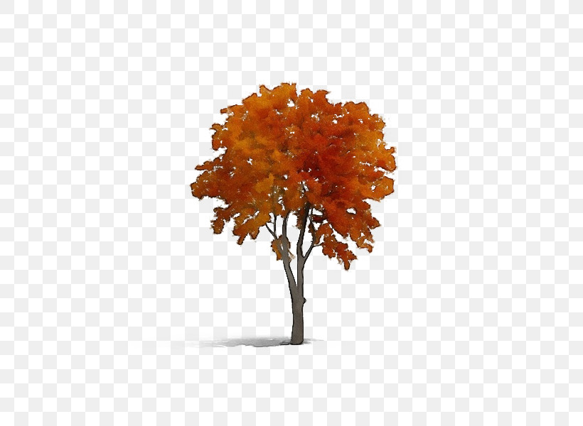 Tree Autumn Deciduous Maple, PNG, 600x600px, Watercolor, Autumn, Deciduous, Maple, Oak Download Free