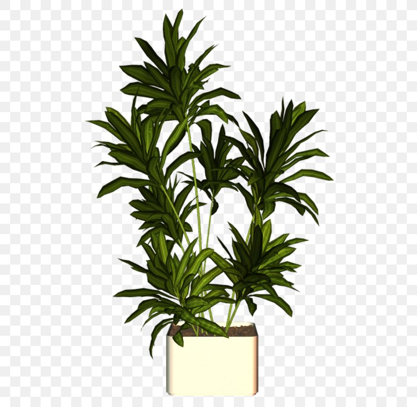 Arecaceae Houseplant Flowerpot, PNG, 516x800px, Arecaceae, Arecales, Evergreen, Flowerpot, Herb Download Free