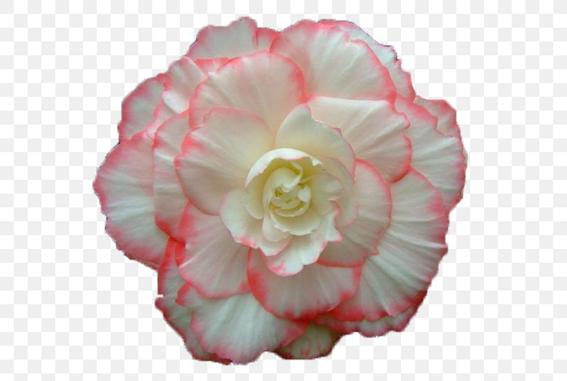 GIF Flower Bouquet Animation Cabbage Rose, PNG, 587x551px, Flower, Animation, Author, Begonia, Cabbage Rose Download Free