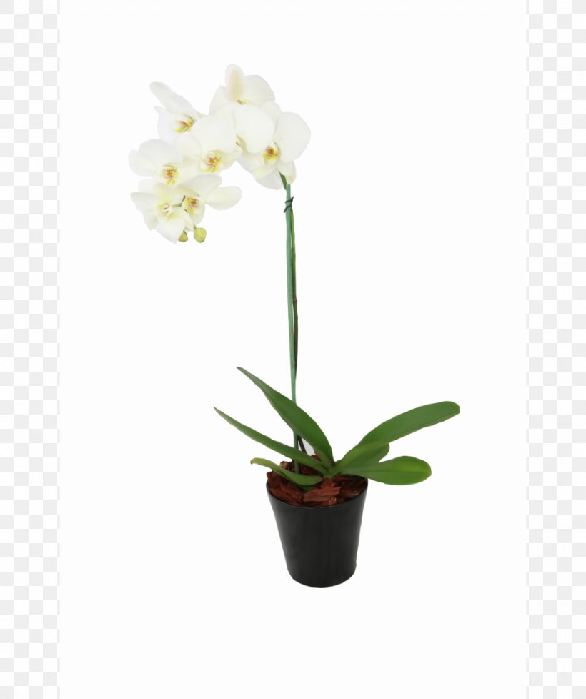 Indonesia Flowerpot Cattleya Orchids Pricing Strategies, PNG, 930x1110px, Indonesia, Cattleya, Cattleya Orchids, Crop, Cut Flowers Download Free