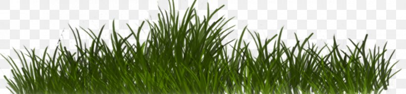 Chrysopogon Zizanioides Plant Grass Family, PNG, 1200x280px, Vetiver, Chrysopogon, Chrysopogon Zizanioides, Commodity, Grass Download Free