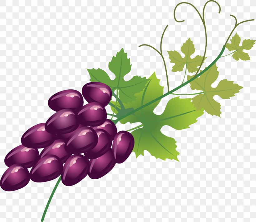 Wine Fruitcake Grape Berry, PNG, 1501x1306px, Wine, Auglis, Berry, Branch, Floral Design Download Free