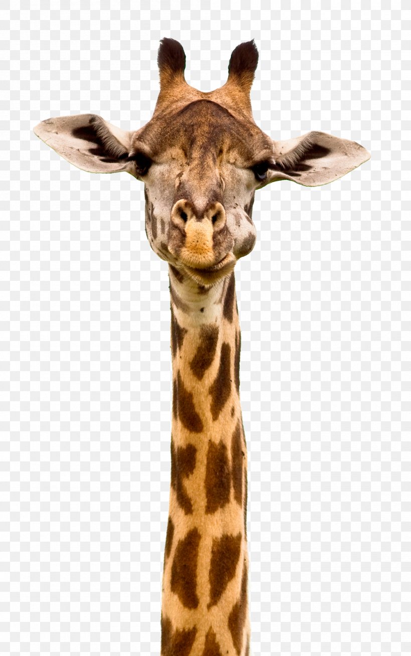 Apple IPhone 7 Plus Giraffe Stock Photography IPhone 6S, PNG, 1000x1596px, Apple Iphone 7 Plus, Giraffe, Giraffidae, Iphone, Iphone 6s Download Free