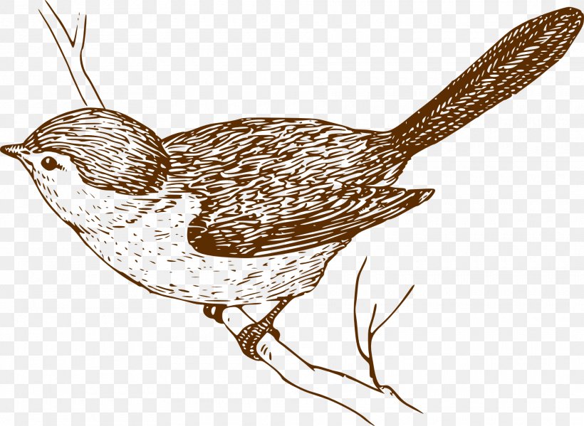 Bird Drawing Clip Art, PNG, 1920x1403px, Bird, Art, Beak, Birdcage, Branch Download Free