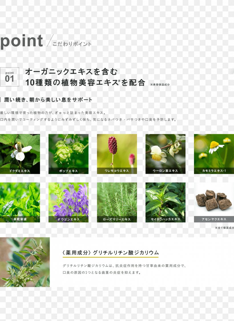 Herbalism Advertising Brochure Brand, PNG, 1100x1511px, Herbalism, Advertising, Brand, Brochure, Flora Download Free