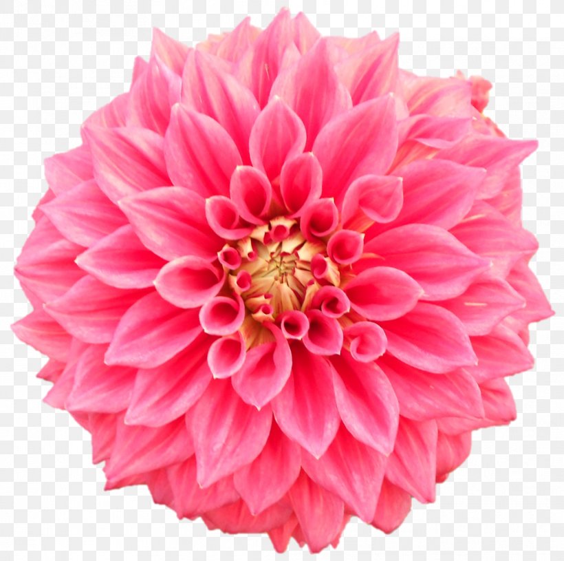Pom-pom Photography Flower Royalty-free, PNG, 989x983px, Pompom, Chrysanths, Cut Flowers, Dahlia, Daisy Family Download Free