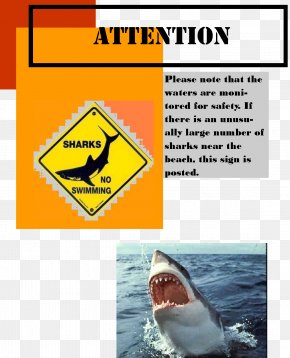 Shark - Shark Attack Water Line Angle PNG