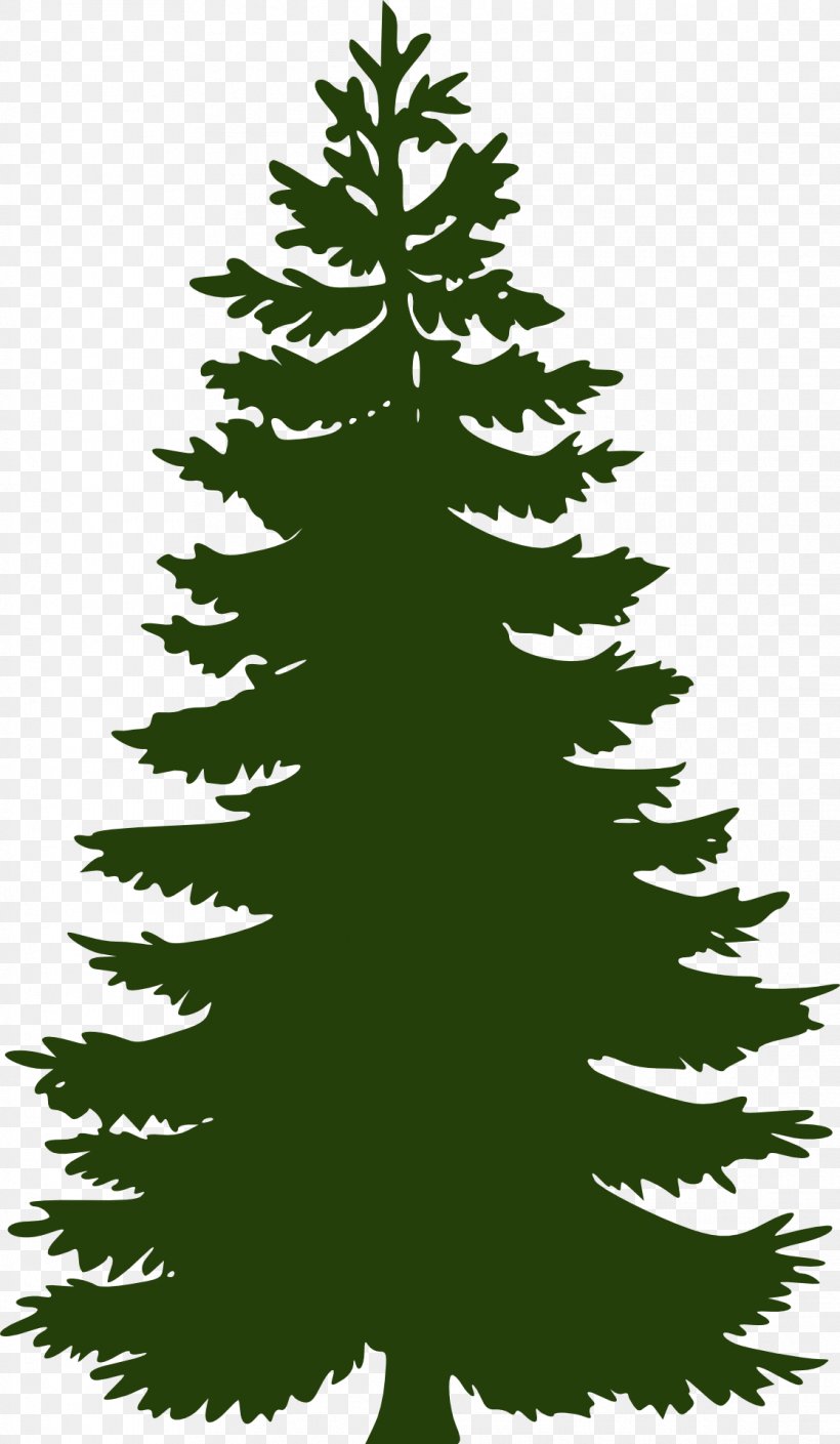 Stock.xchng Image Photograph Balsam Fir Vector Graphics, PNG, 1117x1920px, Balsam Fir, Branch, Camping, Christmas Decoration, Christmas Ornament Download Free