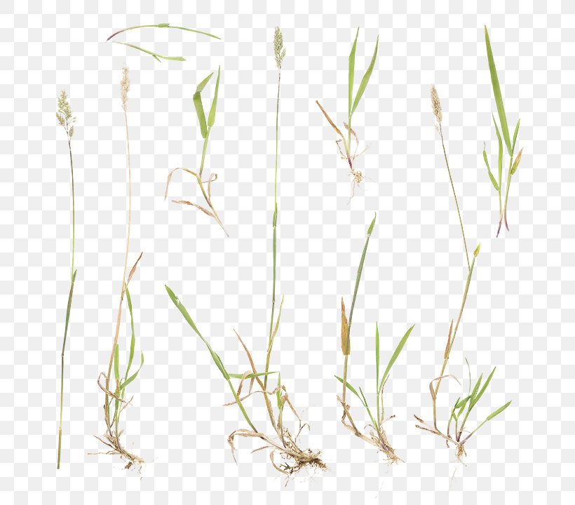 Sweet Grass Plant Stem Commodity Twig, PNG, 720x720px, Sweet Grass, Branch, Commodity, Flora, Grass Download Free