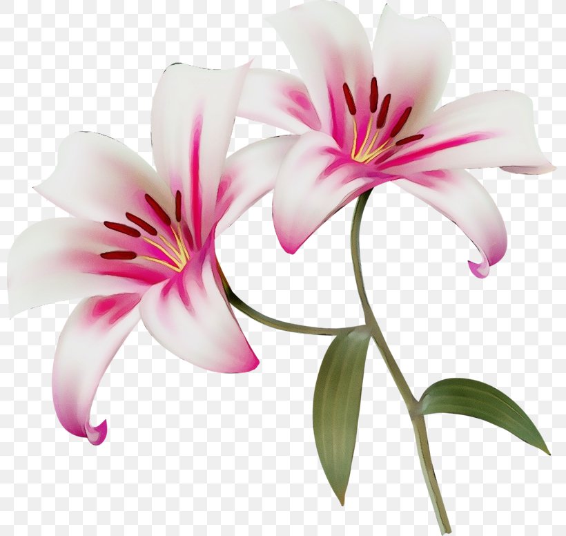 Flower Flowering Plant Petal Pink Lily, PNG, 800x776px, Watercolor, Flower, Flowering Plant, Lily, Lily Family Download Free