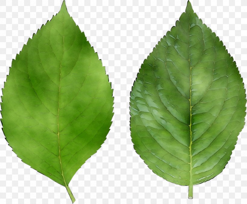 Leaf Plant Stem History Painting Green, PNG, 1271x1052px, Leaf, Beech, Canoe Birch, Flower, Flowering Plant Download Free