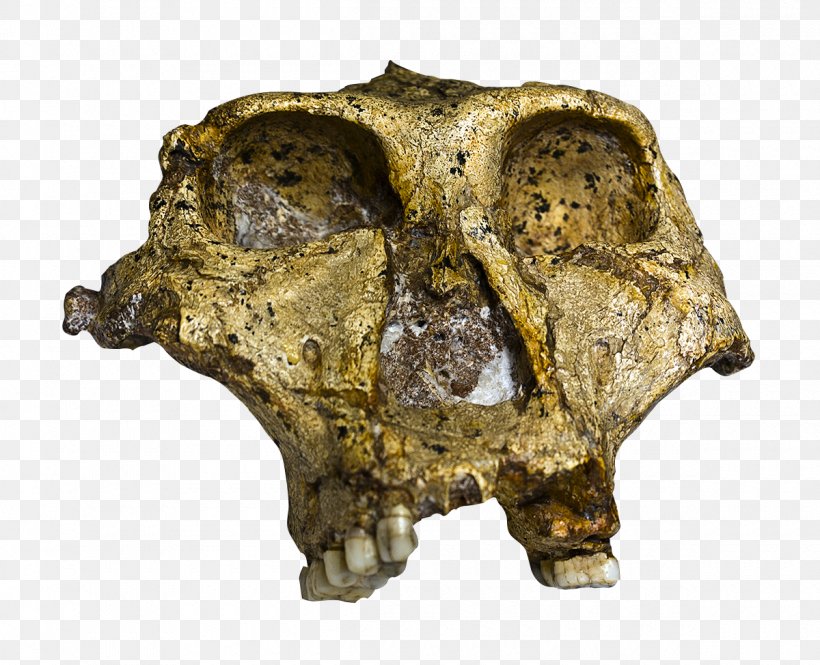 Paranthropus Robustus Swartkrans Skull Quaternary Extinction Event Homo Sapiens, PNG, 1200x974px, Paranthropus Robustus, Artifact, Bone, Genus, Hominini Download Free