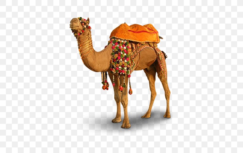Pushkar Camel Llama Vicuxf1a, PNG, 502x519px, Pushkar, Arabian Camel, Camel, Camel Like Mammal, Camelids Download Free