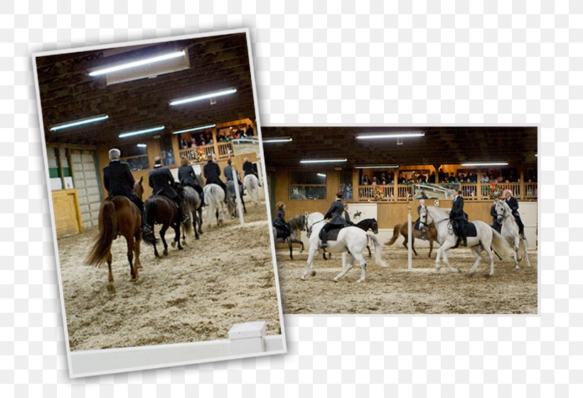 Stallion Mustang Mare Freikörperkultur Ranch, PNG, 800x560px, 2019 Ford Mustang, Stallion, Ford Mustang, Horse, Horse Like Mammal Download Free