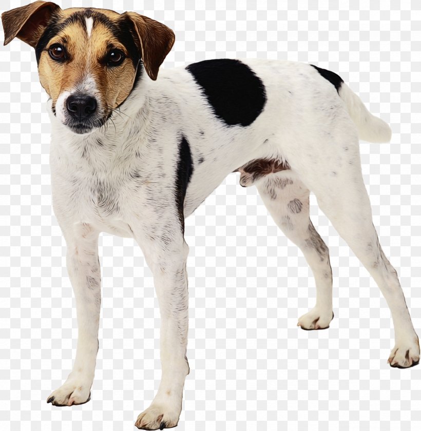 Dog And Cat, PNG, 2566x2629px, Jack Russell Terrier, Bowl Stand, Brazilian Terrier, Breed, Cat Download Free