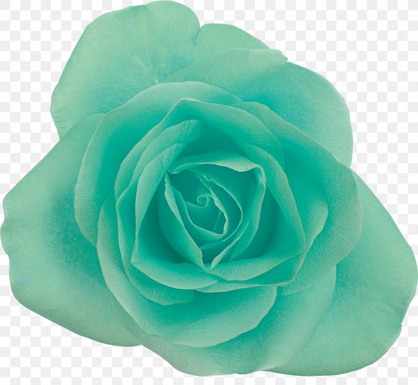 Garden Roses Centifolia Roses Photography Blue Flower, PNG, 1380x1271px, Garden Roses, Aqua, Beach Rose, Blue, Blue Rose Download Free