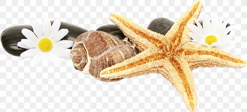Transparency Starfish Basket Stars Seashell Sand Dollar, PNG, 3600x1629px, Watercolor, Basket Stars, Brittle Stars, Paint, Sand Dollar Download Free
