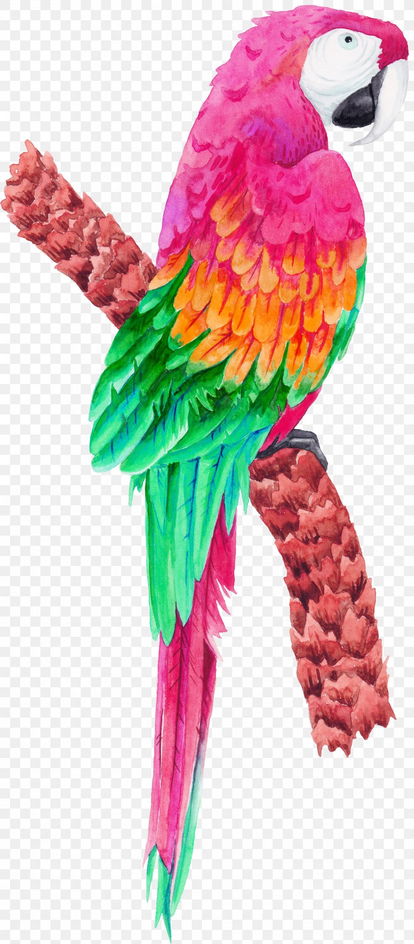 Bird Parrot, PNG, 1755x3998px, Bird, Beak, Bird Supply, Common Pet Parakeet, Feather Download Free