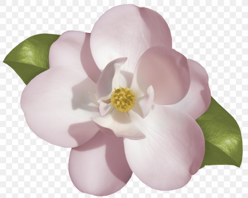 Cape Jasmine Flower Drawing Clip Art, PNG, 1000x799px, Cape Jasmine, Blossom, Botanical Illustration, Digital Image, Drawing Download Free