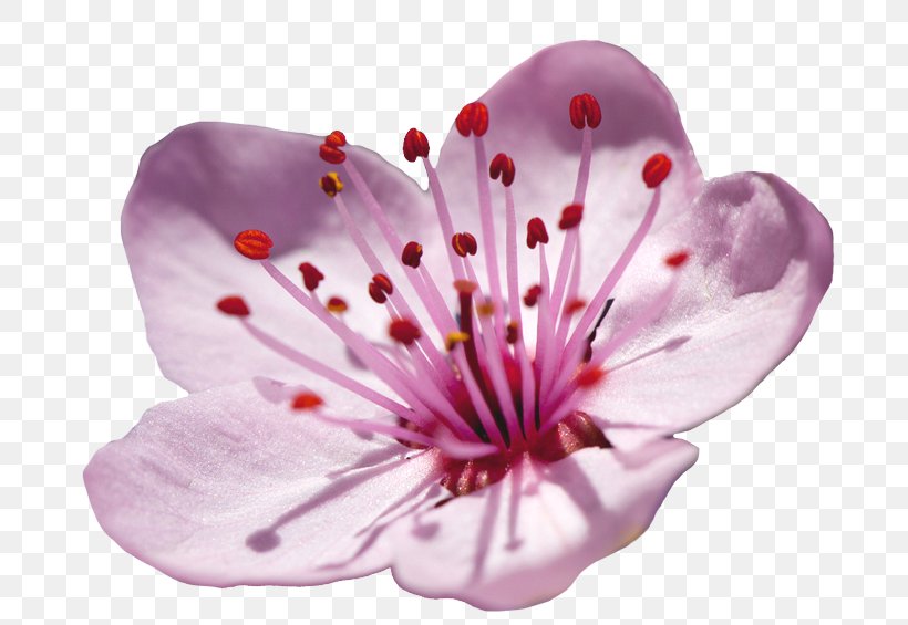 Cherry Blossom, PNG, 700x565px, Petal, Blossom, Cherry Blossom, Flower, Flowering Plant Download Free
