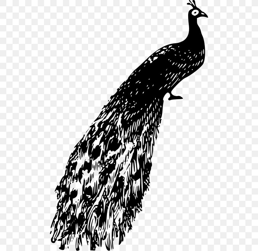 Clip Art, PNG, 504x800px, Peafowl, Beak, Bird, Bird Of Prey, Black And White Download Free