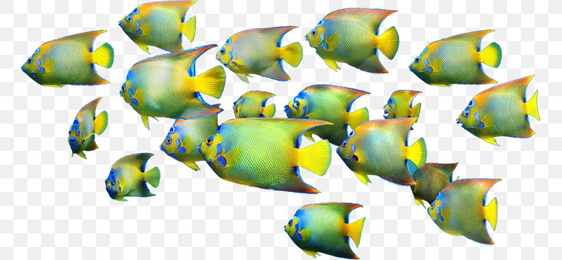 Coral Reef Fish Academy Of Family Physicians Of India, PNG, 759x379px, Coral Reef Fish, Animal, Business, Coral, Coral Reef Download Free