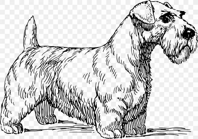 Sealyham Terrier Cairn Terrier Irish Terrier Cesky Terrier, PNG, 2399x1680px, Terrier, Animal, Black And White, Breed, Cairn Terrier Download Free