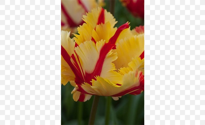 Tulip Petal Close-up, PNG, 500x500px, Tulip, Closeup, Flower, Flowering Plant, Lily Family Download Free