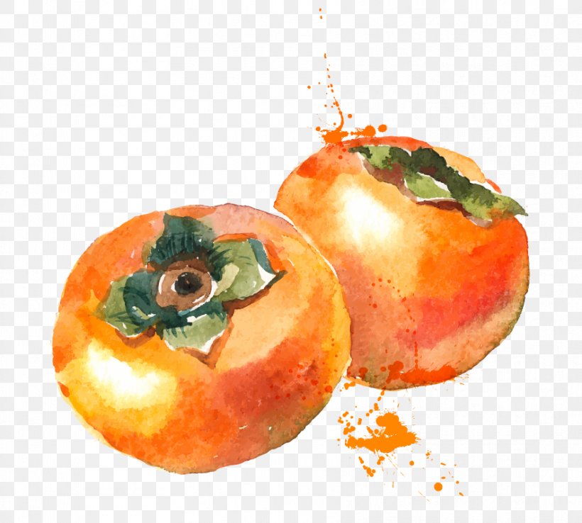 Watercolor Painting Persimmon Fruit, PNG, 886x798px, Watercolor Painting, Apple, Art, Clementine, Diospyros Download Free
