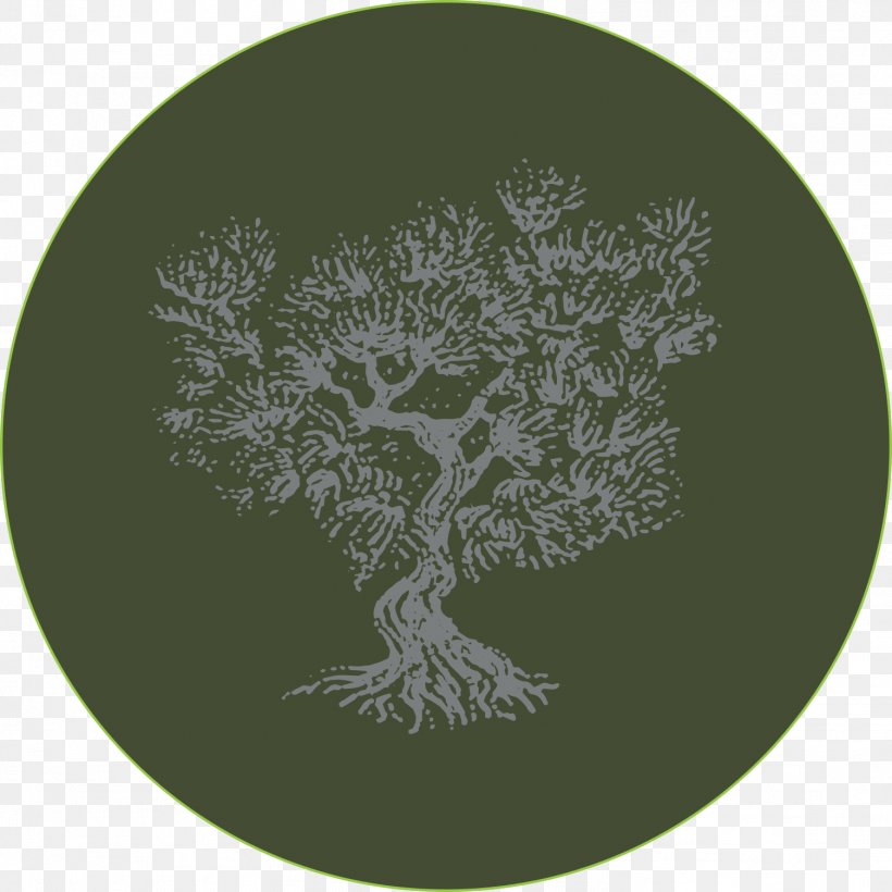 Circle, PNG, 1504x1504px, Tree, Organism Download Free