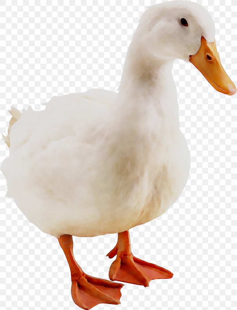 Duck Avian Influenza Goose Animal Influenza, PNG, 1721x2248px, Duck, American Black Duck, Animal Figure, Avian Influenza, Beak Download Free