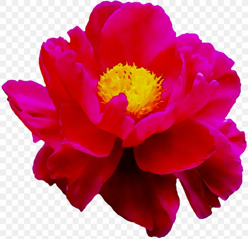 Peony Herbaceous Plant Annual Plant Cut Flowers Magenta, PNG, 1093x1054px, Peony, Annual Plant, Camellia, Chinese Peony, Cut Flowers Download Free