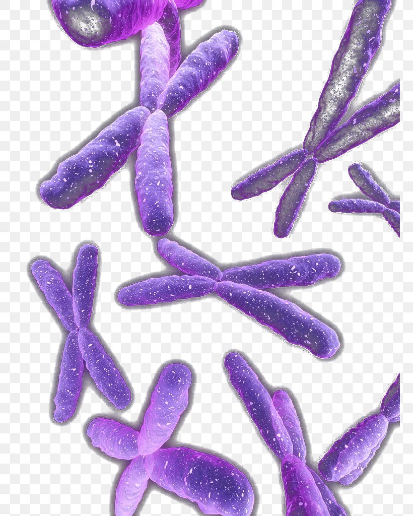 Violet Organism, PNG, 768x1024px, Violet, Lavender, Organism, Purple Download Free