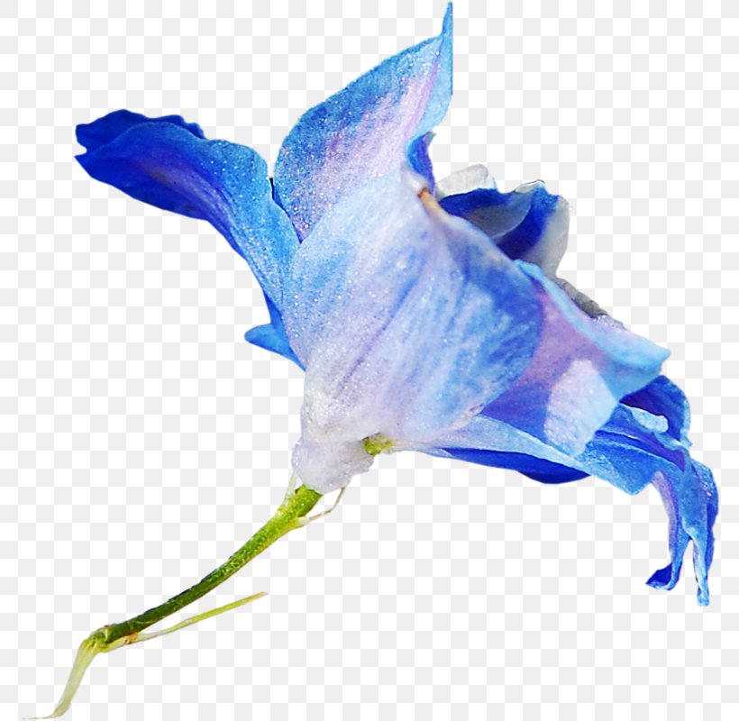 Cut Flowers Blue Petal, PNG, 778x800px, Flower, Animaatio, Bellflower Family, Blue, Color Download Free