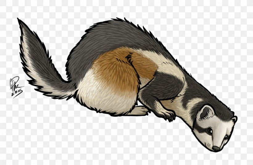 Ferret Fur Snout Wildlife, PNG, 1024x671px, Ferret, Carnivoran, Fauna, Fur, Mammal Download Free
