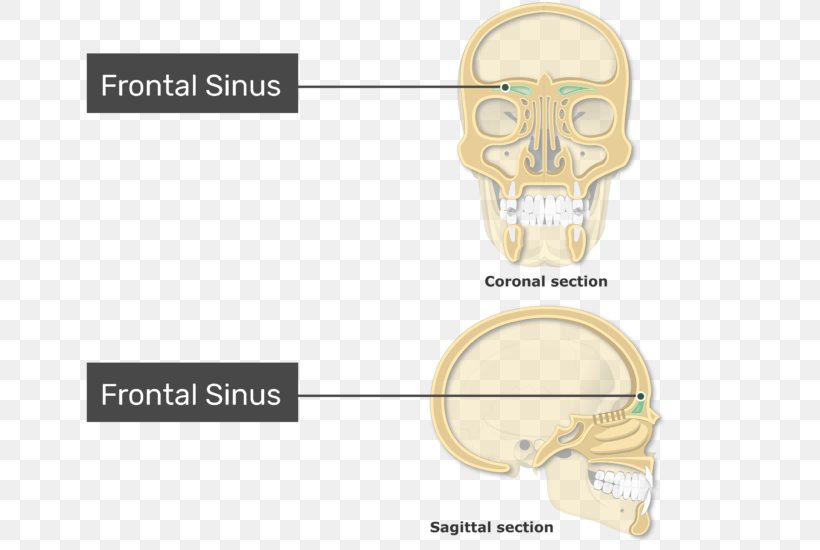 Paranasal Sinuses Frontal Sinus Ethmoid Bone Maxillary Sinus, PNG, 770x550px, Paranasal Sinuses, Anatomy, Bone, Ear, Ethmoid Bone Download Free