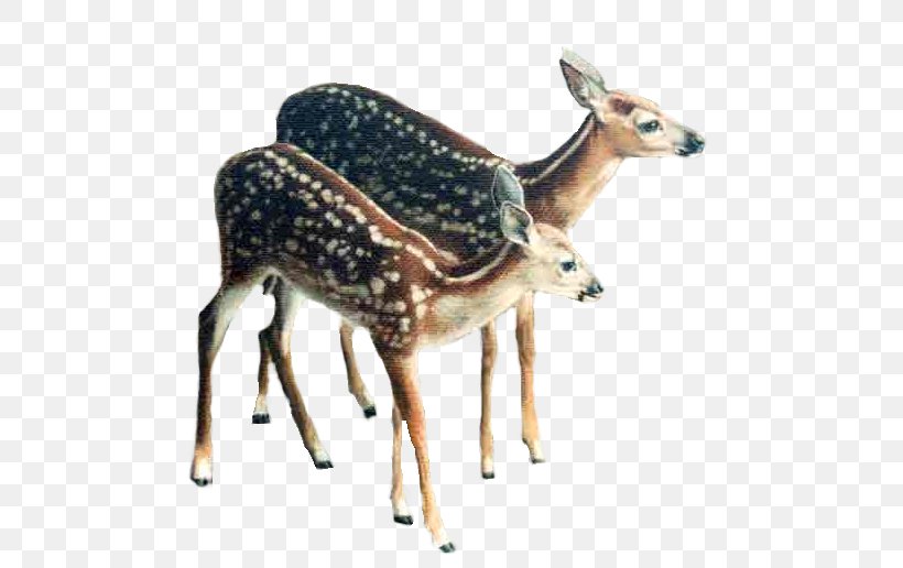 Reindeer Roe Deer Red Deer White-tailed Deer, PNG, 510x516px, Deer, Animal, Antelope, Antler, Blog Download Free