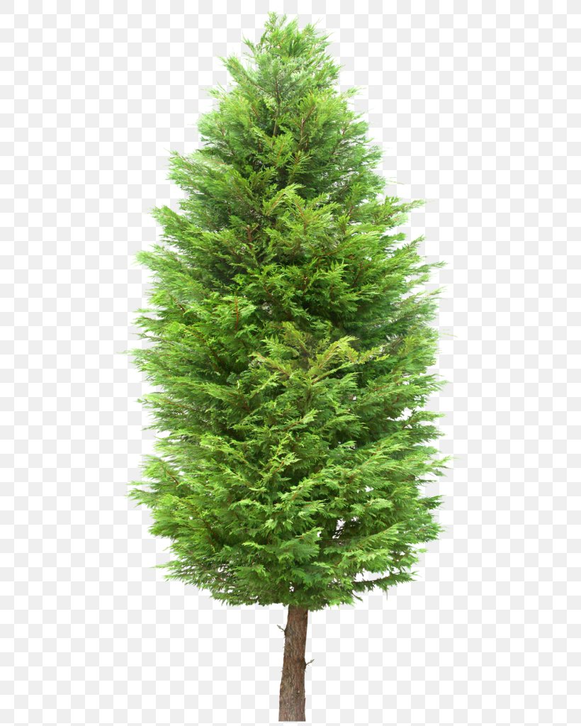 Tree Image Download Plants Computer Graphics, PNG, 505x1024px, 3d Modeling, Tree, Biome, Branch, Christmas Tree Download Free