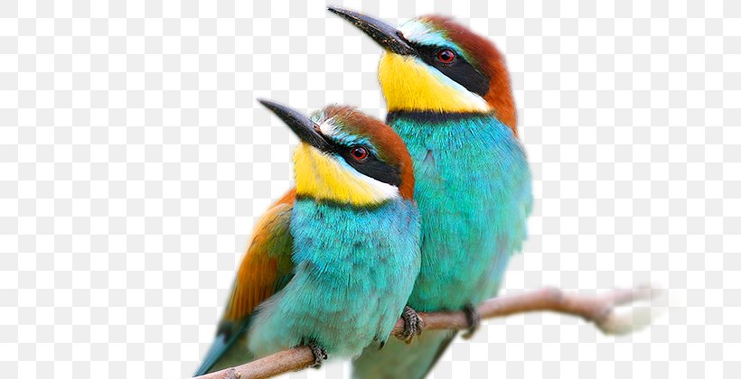 Bird European Bee-eater New World Warblers Photography, PNG, 700x420px, Bird, Animal, Asian Koel, Beak, Bee Eater Download Free