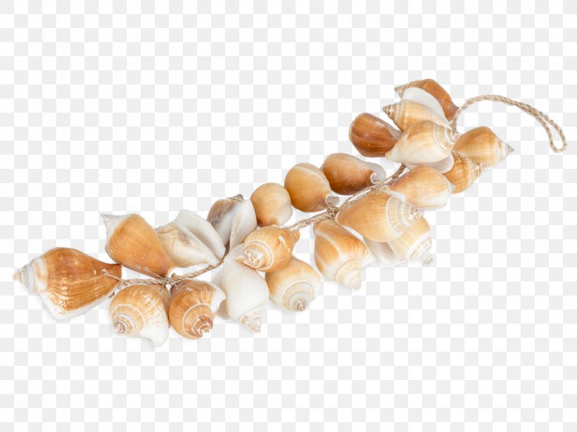 Bivalvia Room Chain Gastropods Jewellery, PNG, 1067x800px, Bivalvia, Bedroom, Chain, Conchs, Furniture Download Free